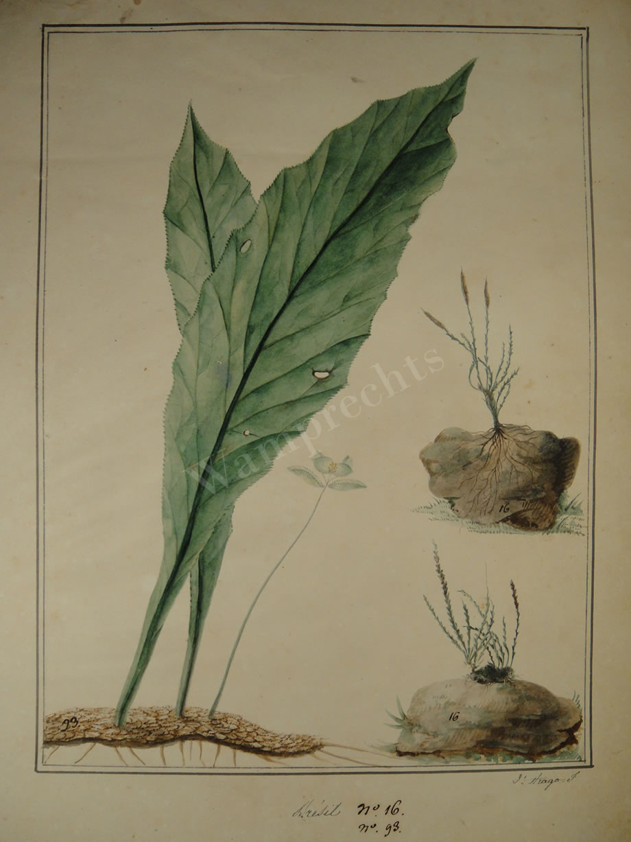 Botanical Ink Wash Drawings, Jacques Arago