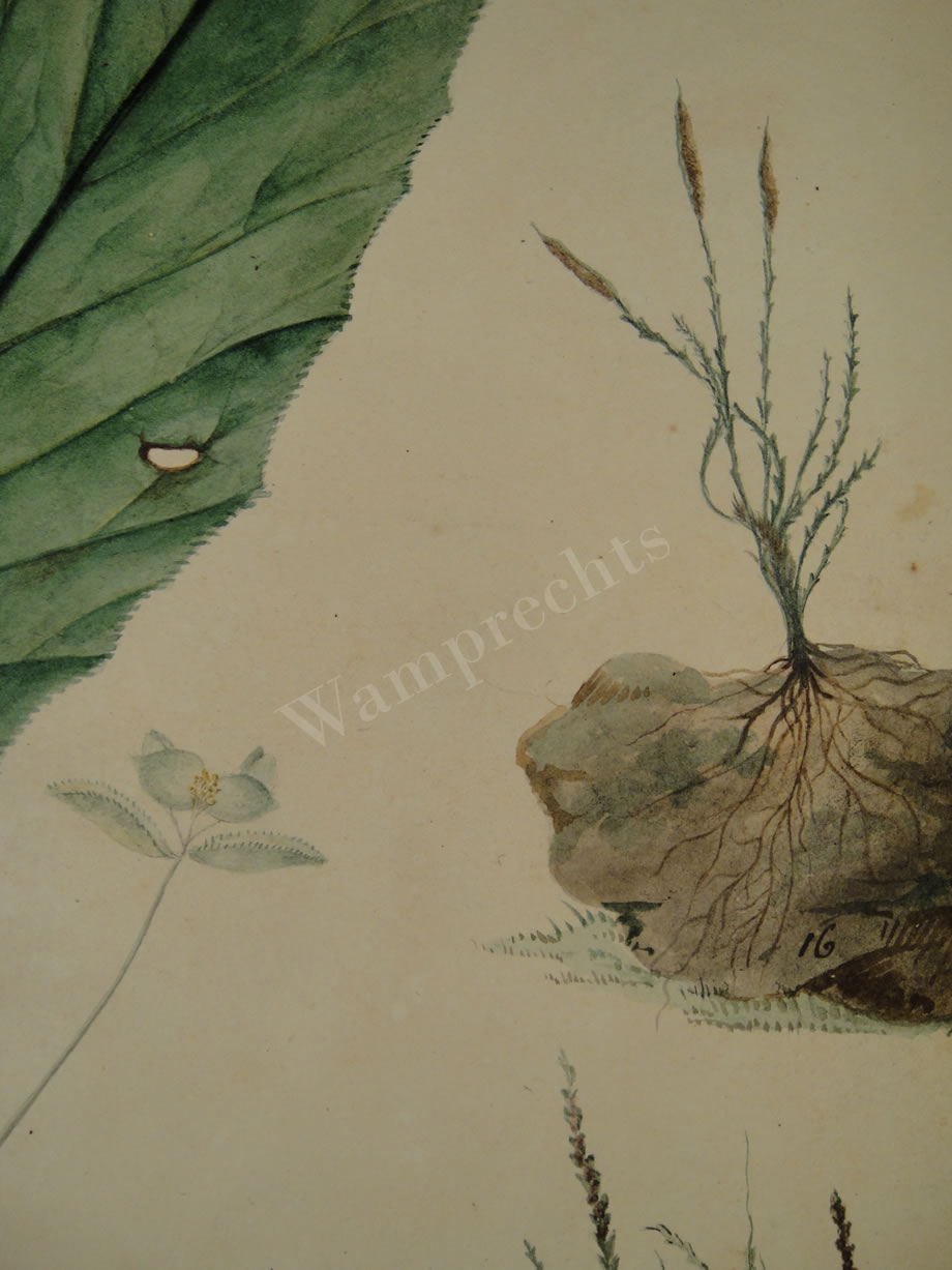 Botanical Ink Wash Drawings, Jacques Arago