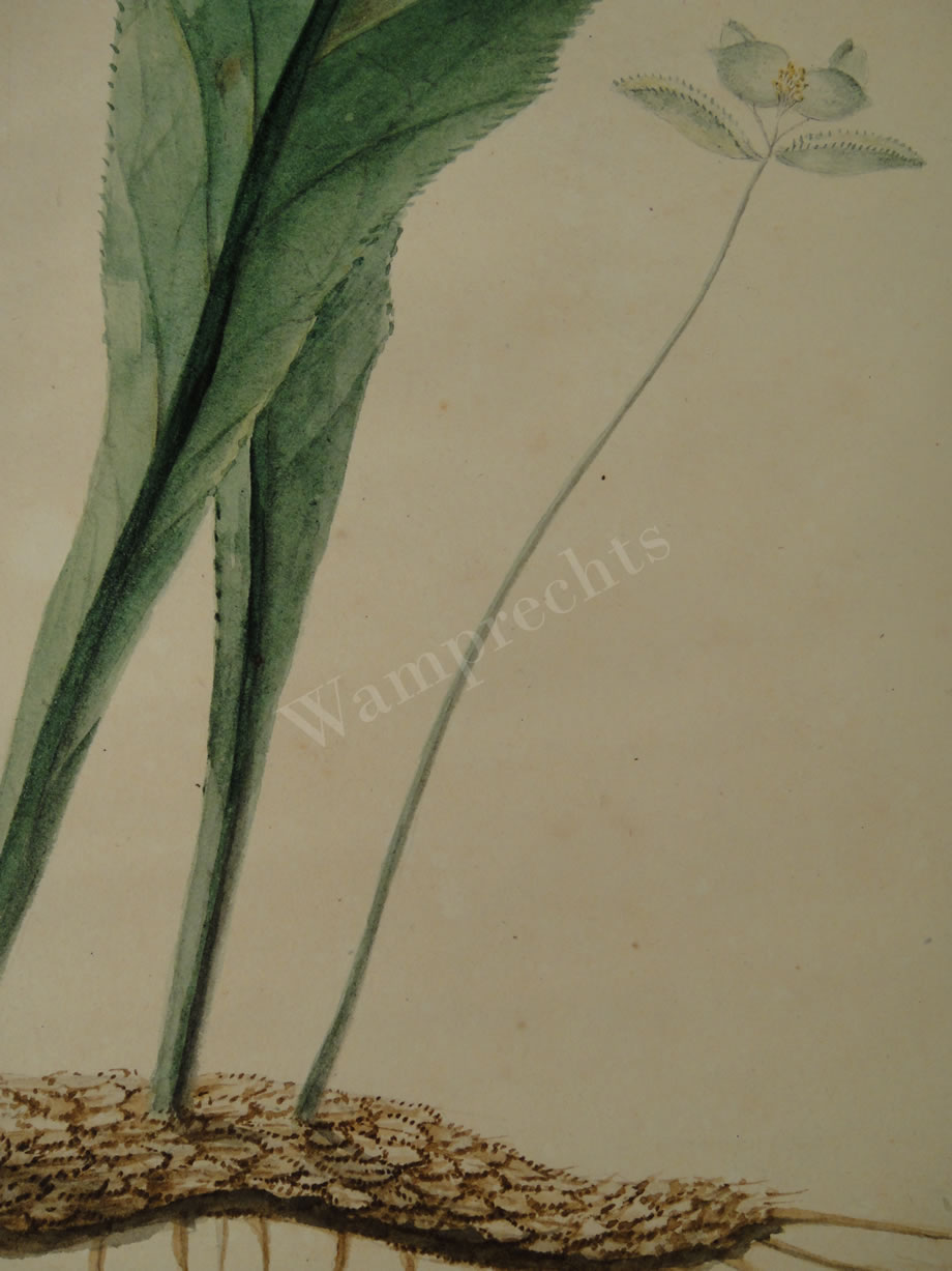 Botanical Ink Wash Drawings, Jacques Arago
