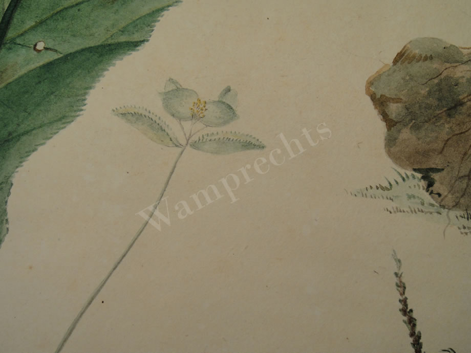 Botanical Ink Wash Drawings, Jacques Arago