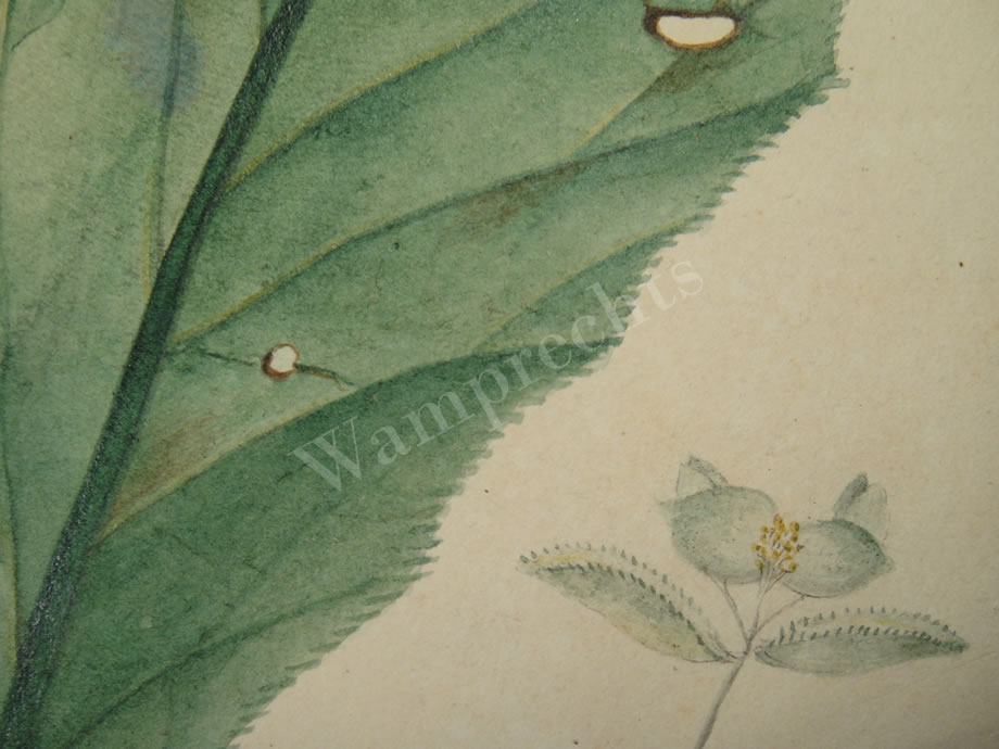 Botanical Ink Wash Drawings, Jacques Arago