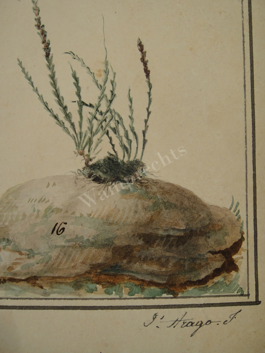 Botanical Ink Wash Drawings, Jacques Arago