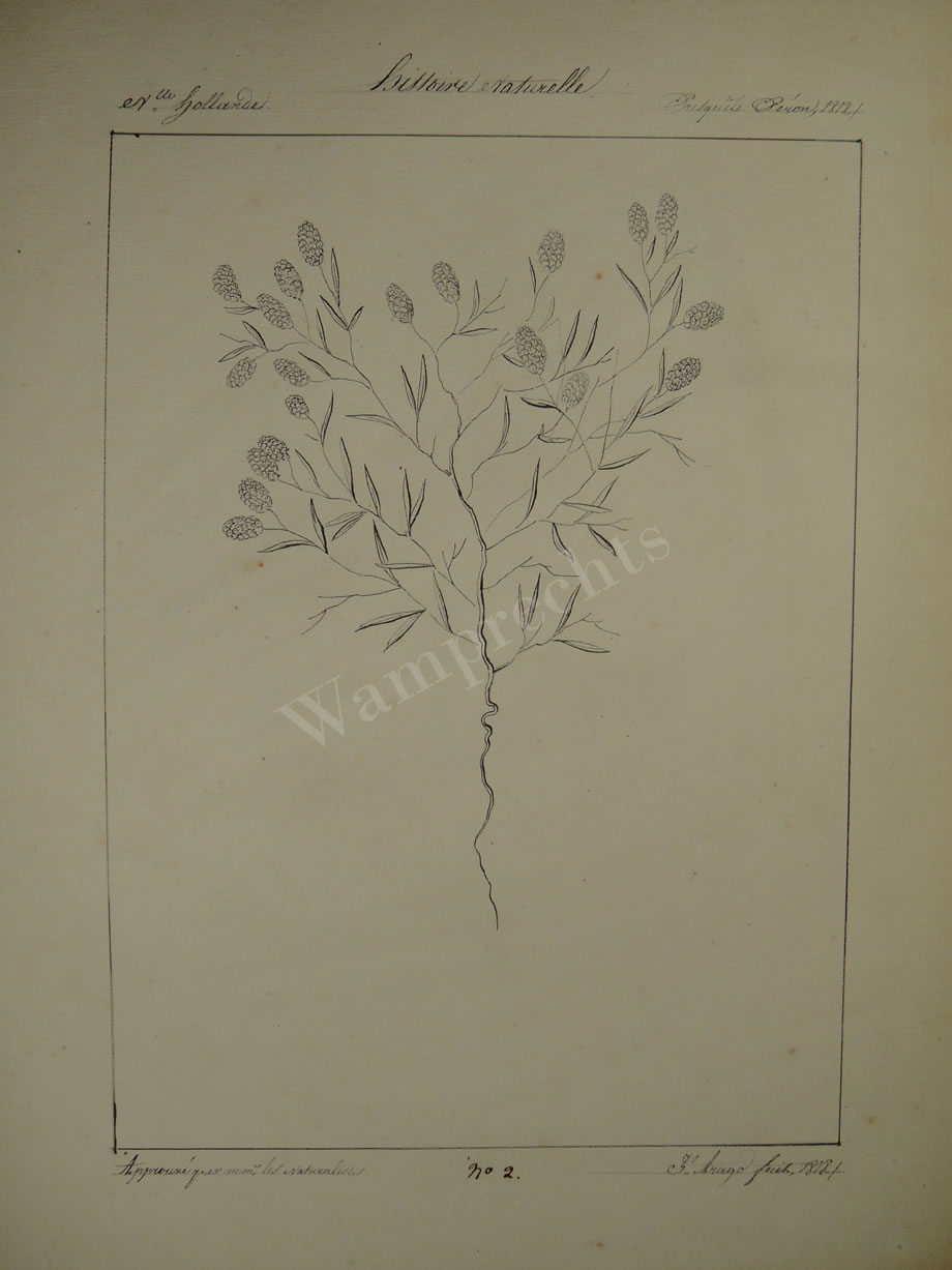Botanical Ink Wash Drawings, Jacques Arago
