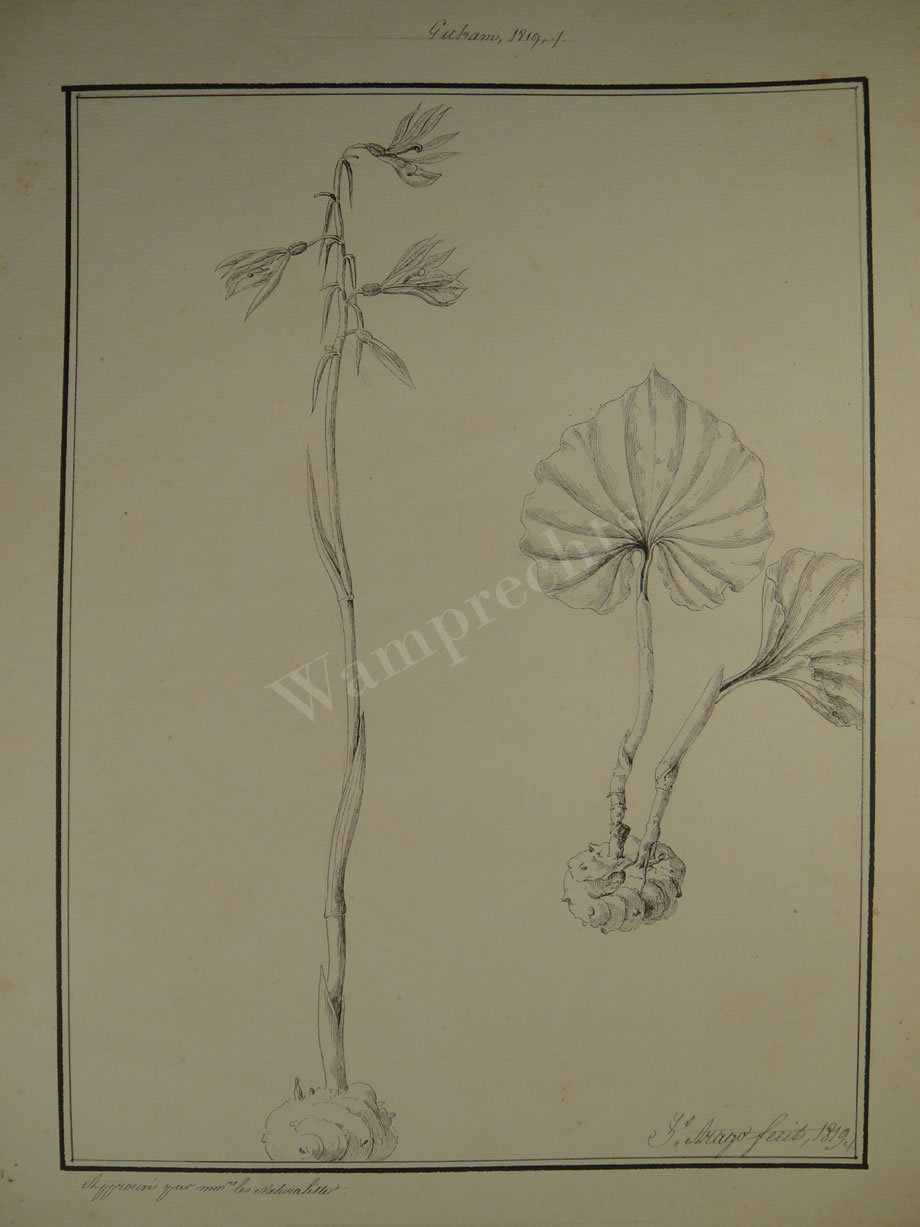 Botanical Ink Wash Drawings, Jacques Arago