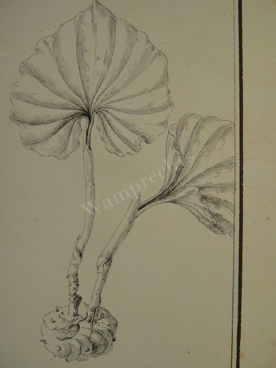 Botanical Ink Wash Drawings, Jacques Arago