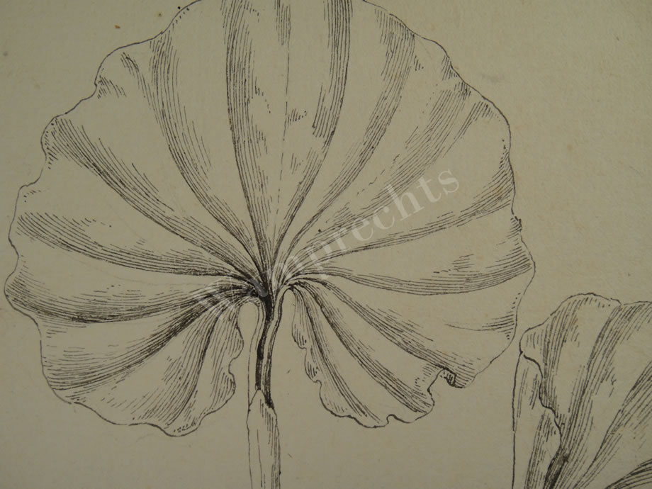 Botanical Ink Wash Drawings, Jacques Arago
