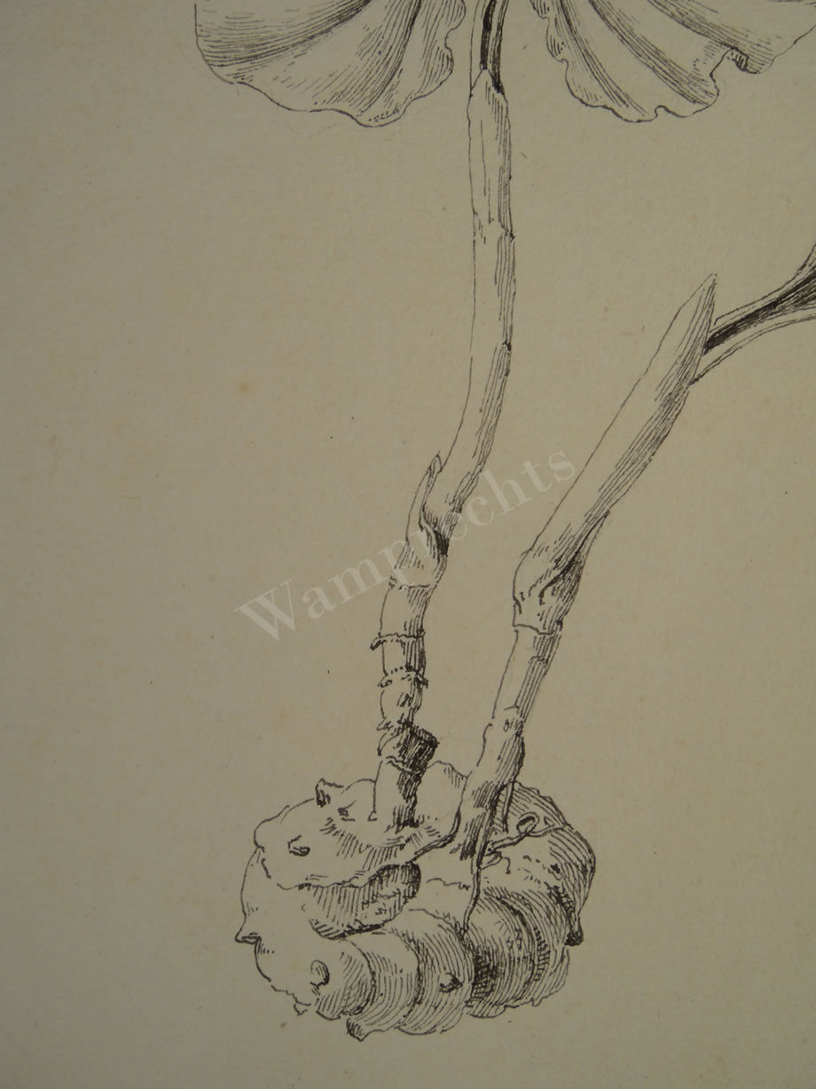 Botanical Ink Wash Drawings, Jacques Arago