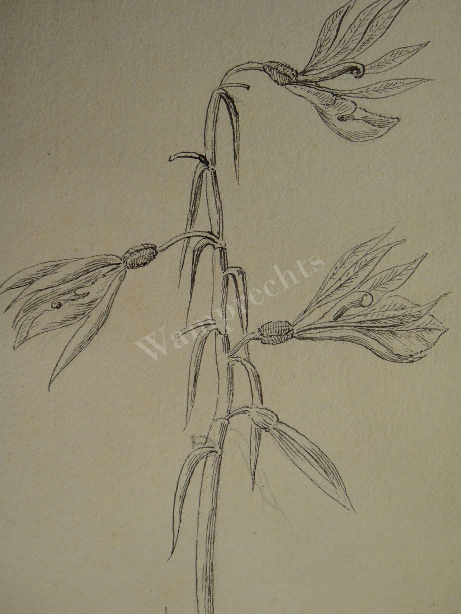 Botanical Ink Wash Drawings, Jacques Arago