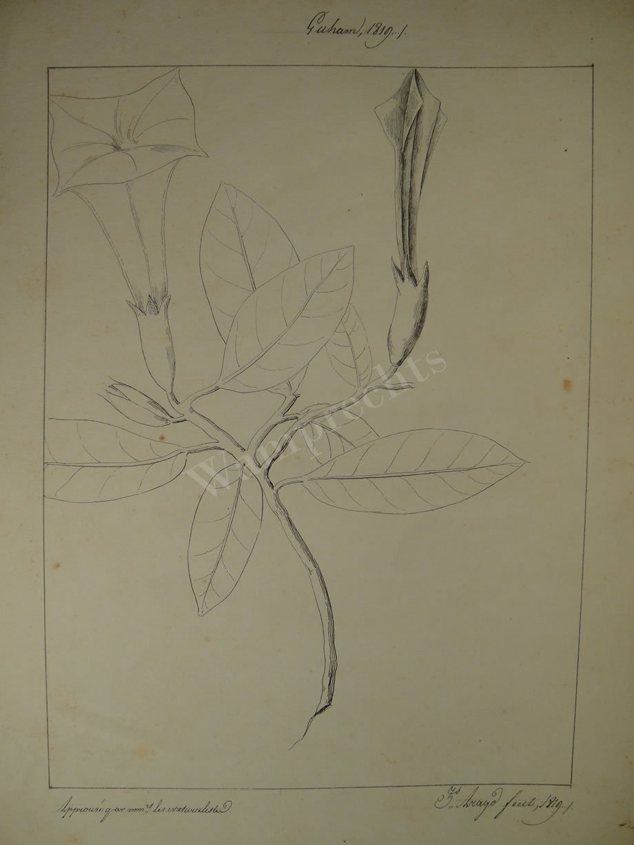 Botanical Ink Wash Drawings, Jacques Arago