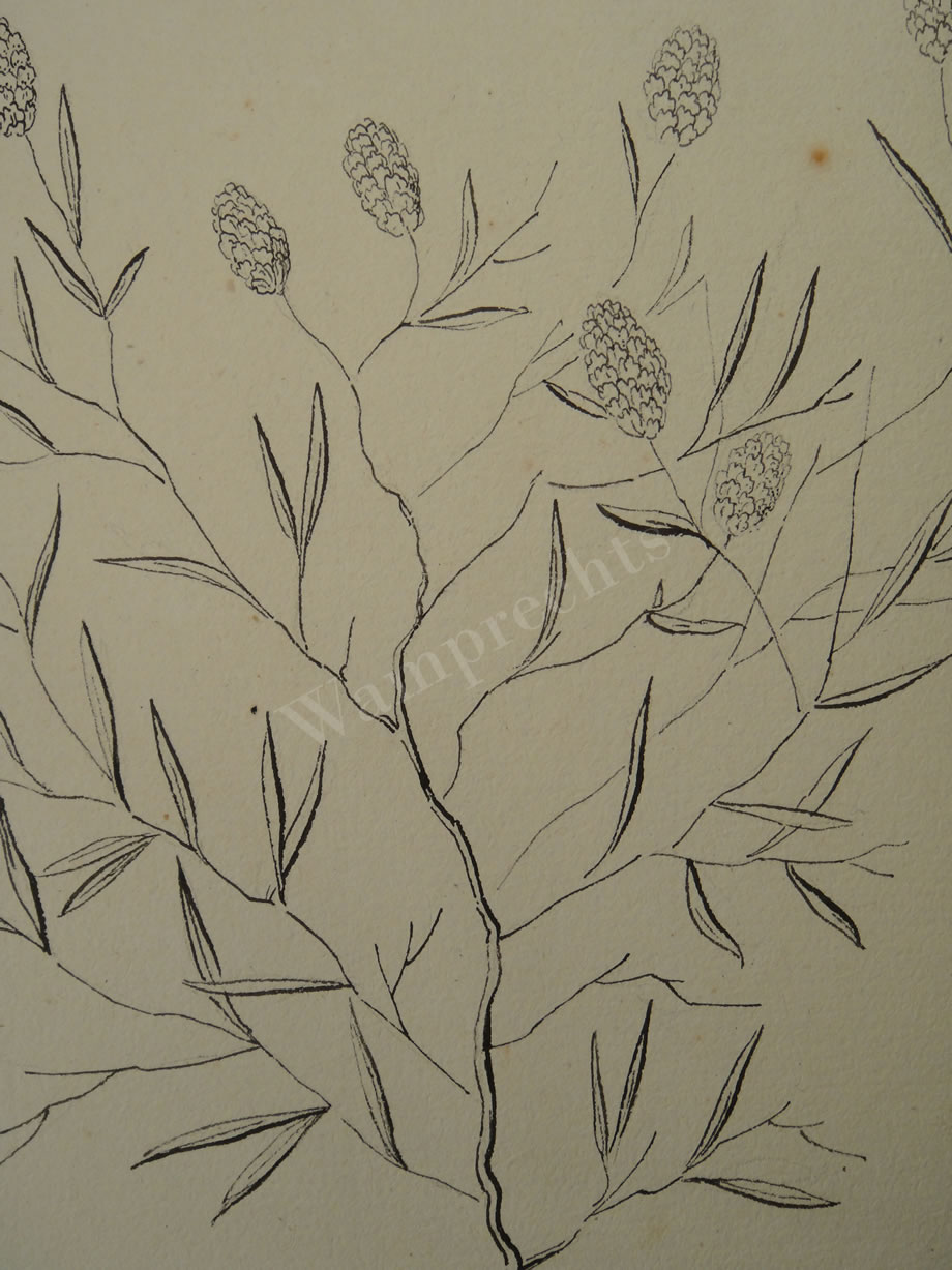 Botanical Ink Wash Drawings, Jacques Arago