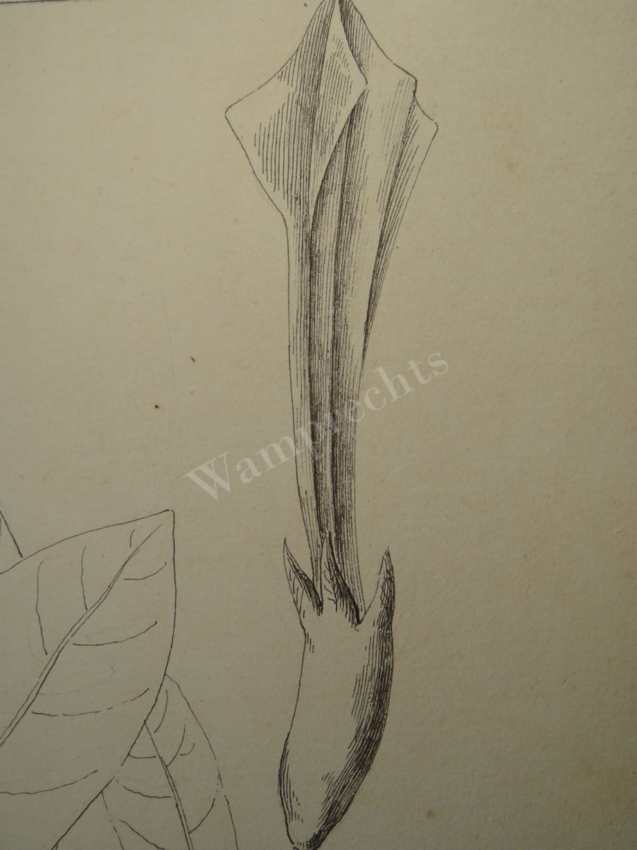 Botanical Ink Wash Drawings, Jacques Arago