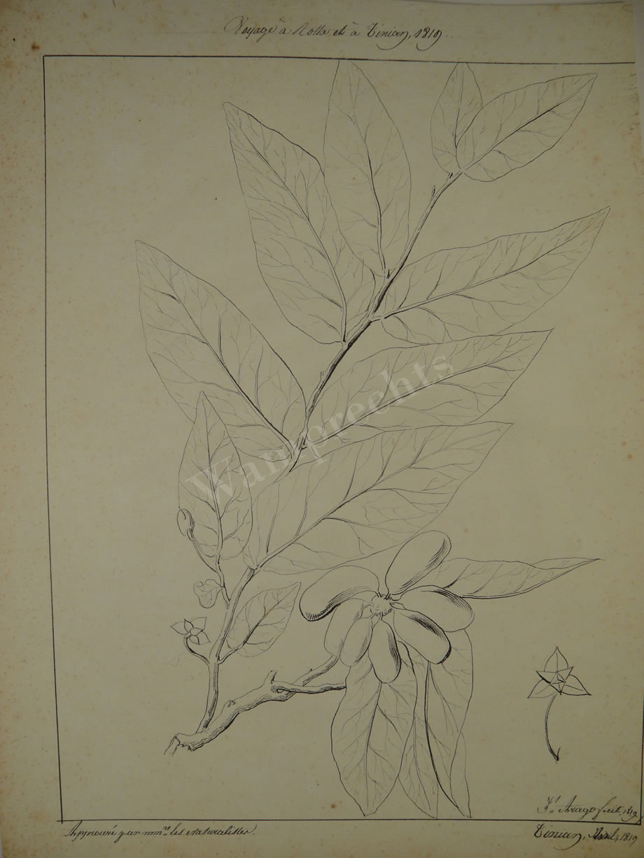 Botanical Ink Wash Drawings, Jacques Arago