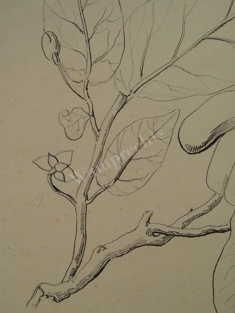 Botanical Ink Wash Drawings, Jacques Arago