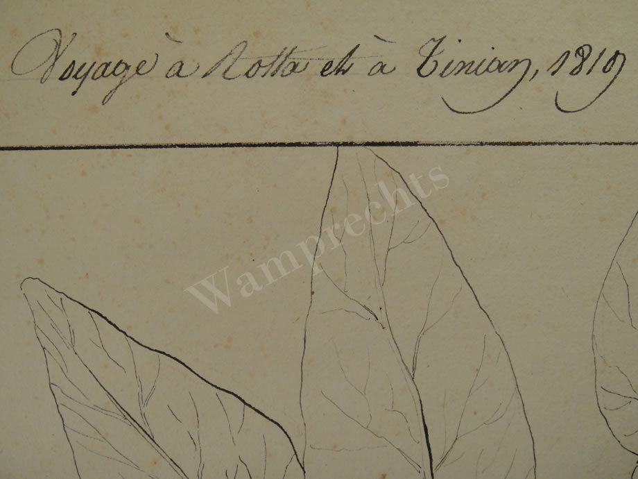Botanical Ink Wash Drawings, Jacques Arago