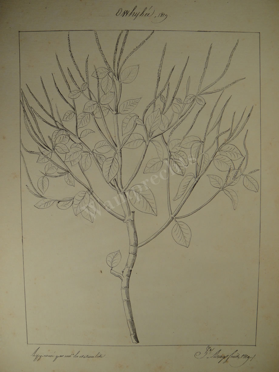 Botanical Ink Wash Drawings, Jacques Arago