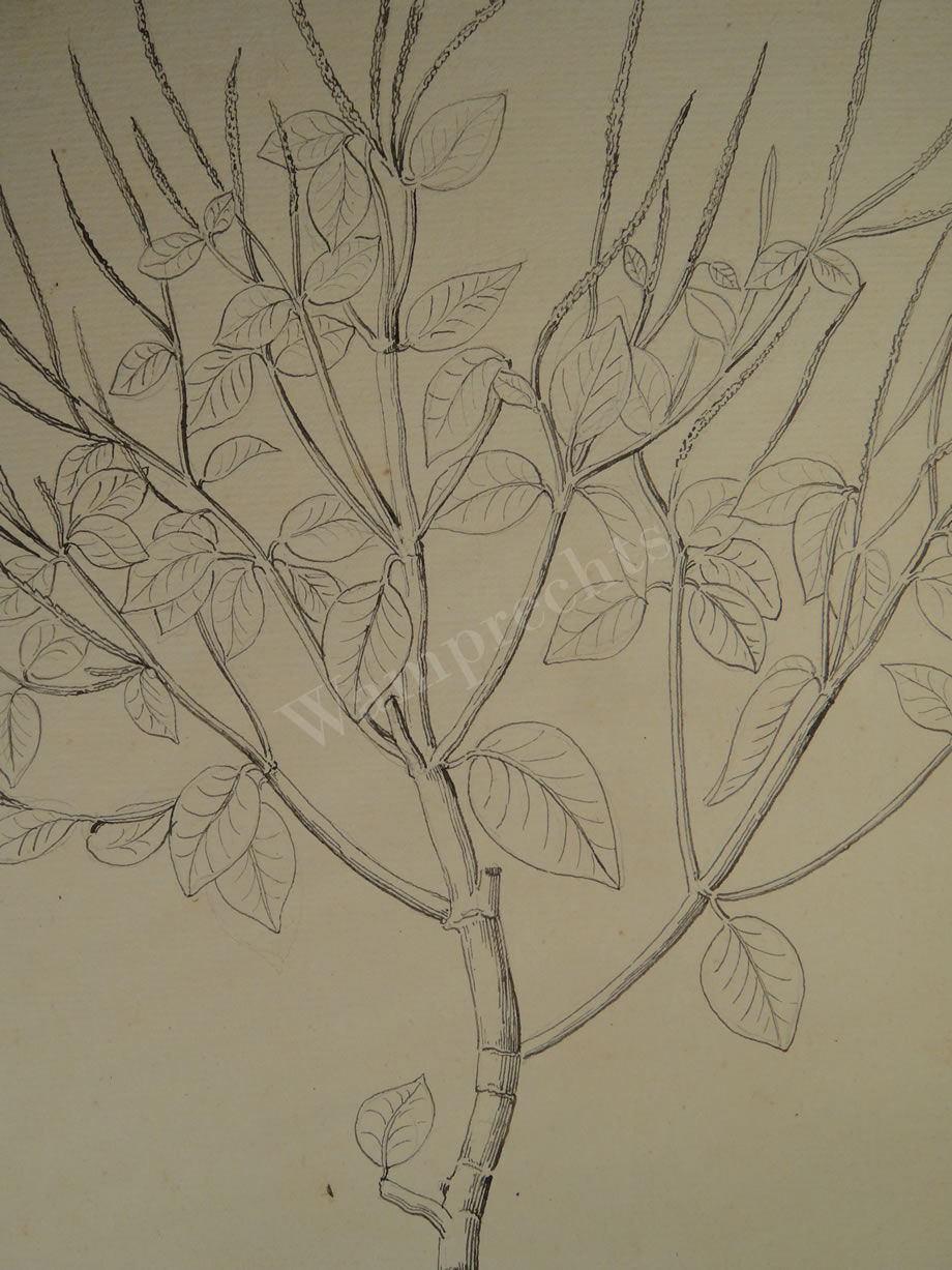 Botanical Ink Wash Drawings, Jacques Arago