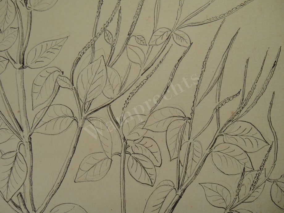 Botanical Ink Wash Drawings, Jacques Arago