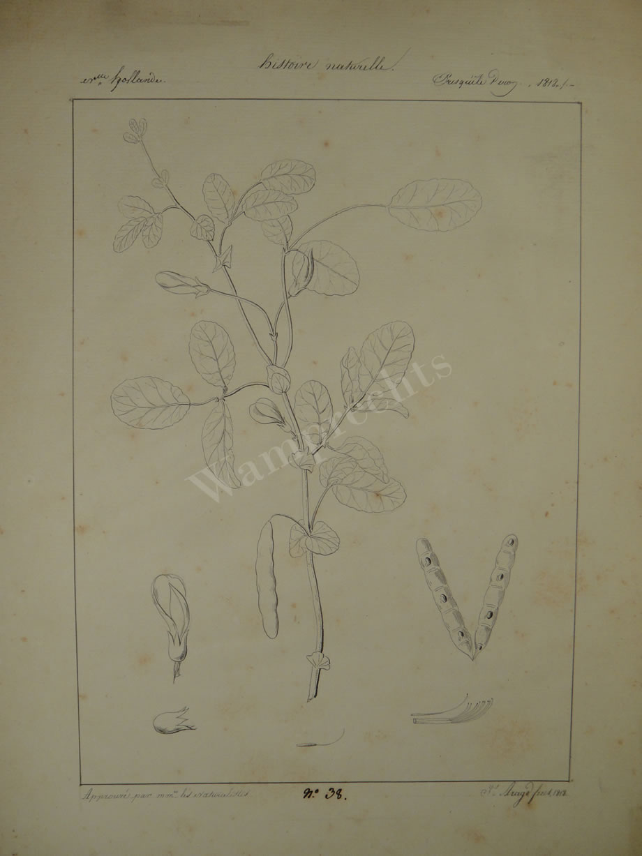 Botanical Ink Wash Drawings, Jacques Arago