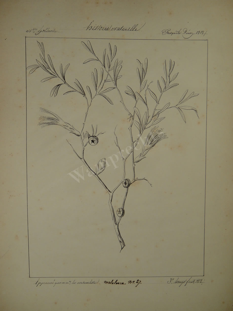 Botanical Ink Wash Drawings, Jacques Arago