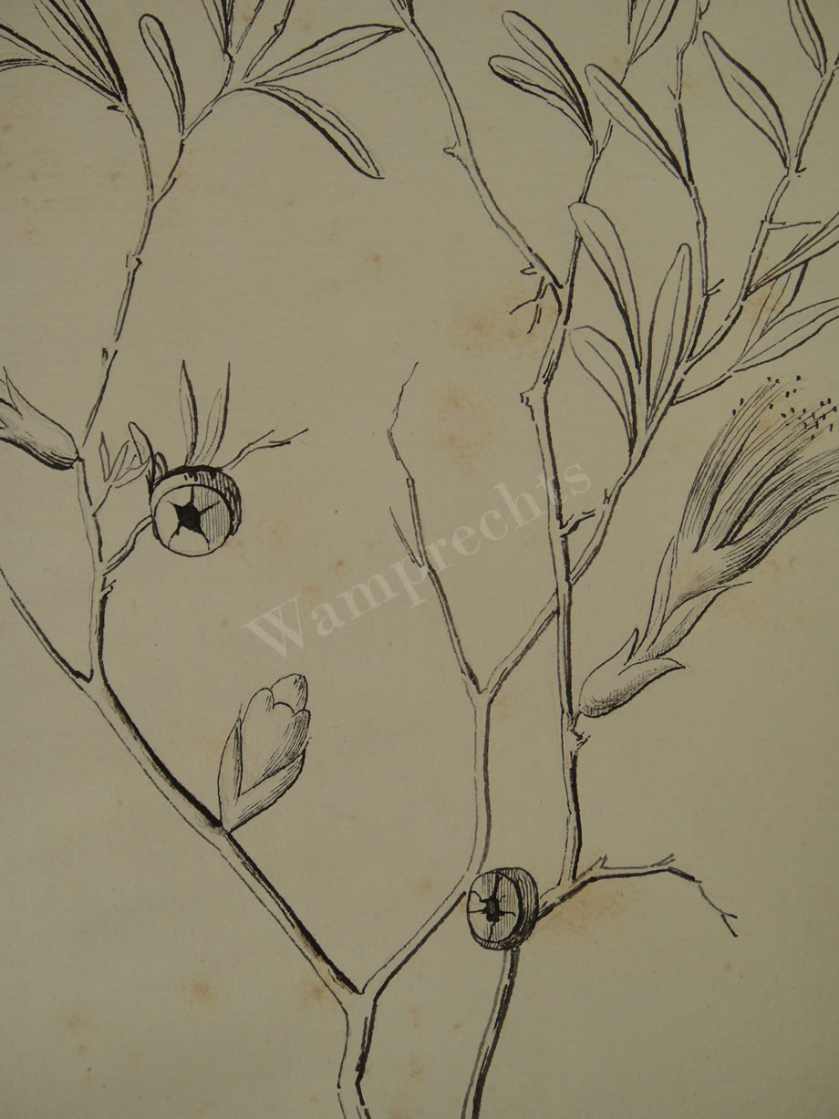 Botanical Ink Wash Drawings, Jacques Arago