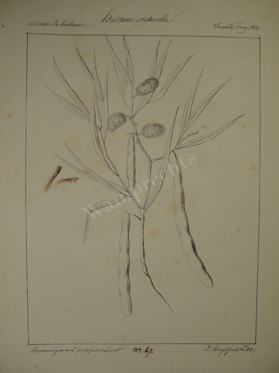 Botanical Ink Wash Drawings, Jacques Arago