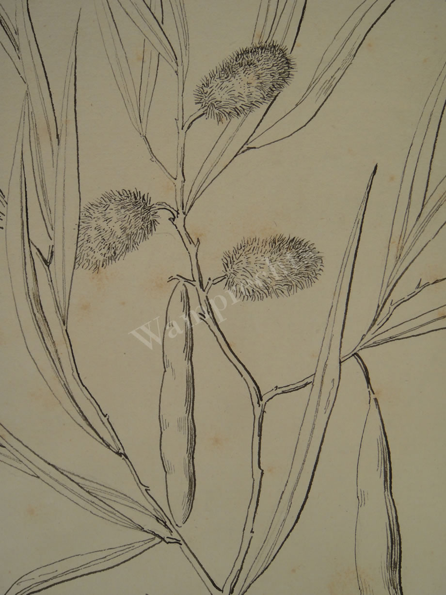 Botanical Ink Wash Drawings, Jacques Arago