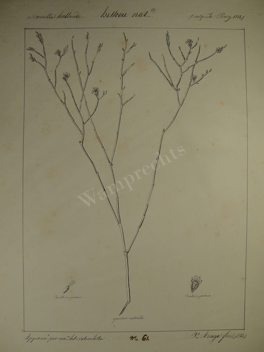 Botanical Ink Wash Drawings, Jacques Arago
