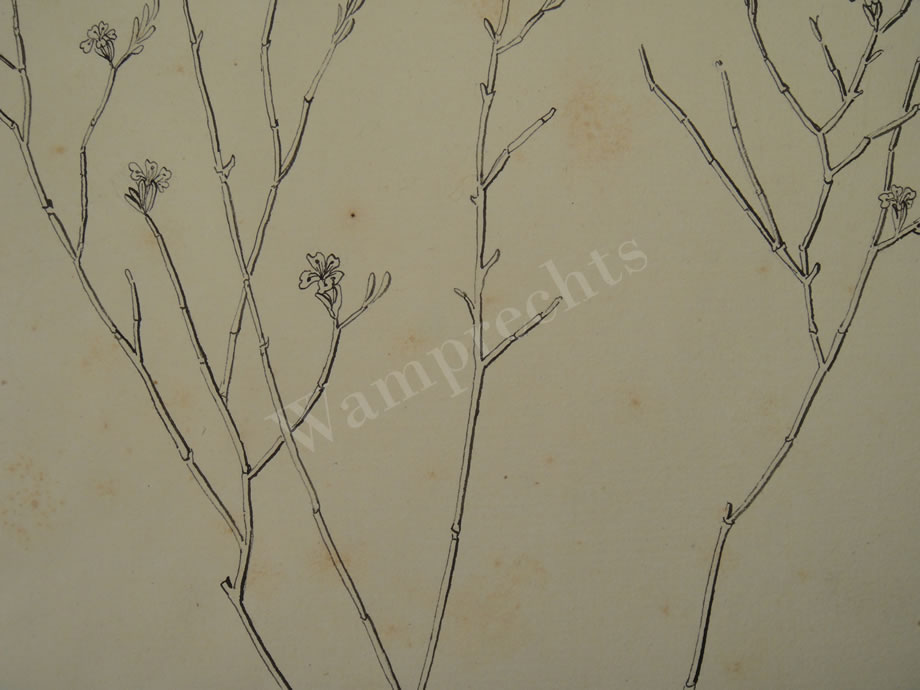 Botanical Ink Wash Drawings, Jacques Arago