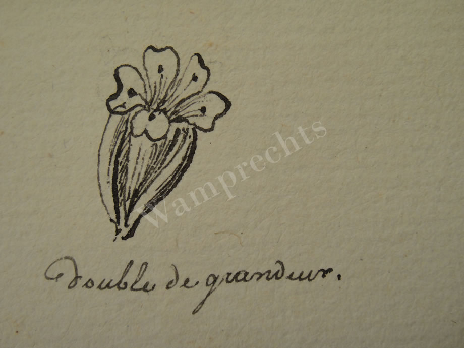 Botanical Ink Wash Drawings, Jacques Arago