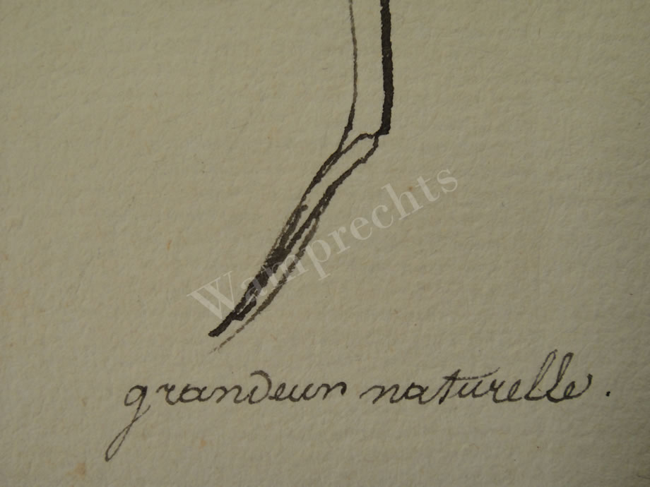 Botanical Ink Wash Drawings, Jacques Arago