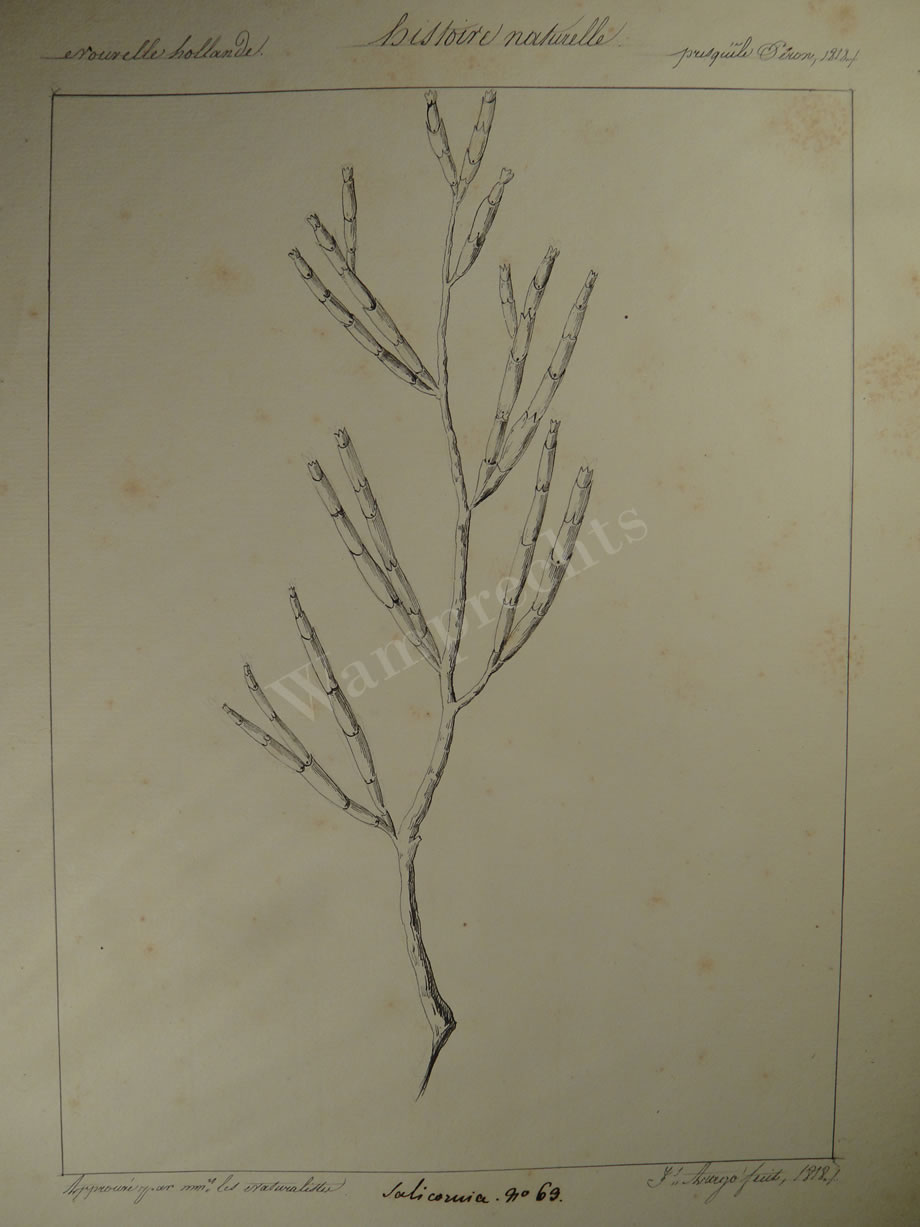 Botanical Ink Wash Drawings, Jacques Arago