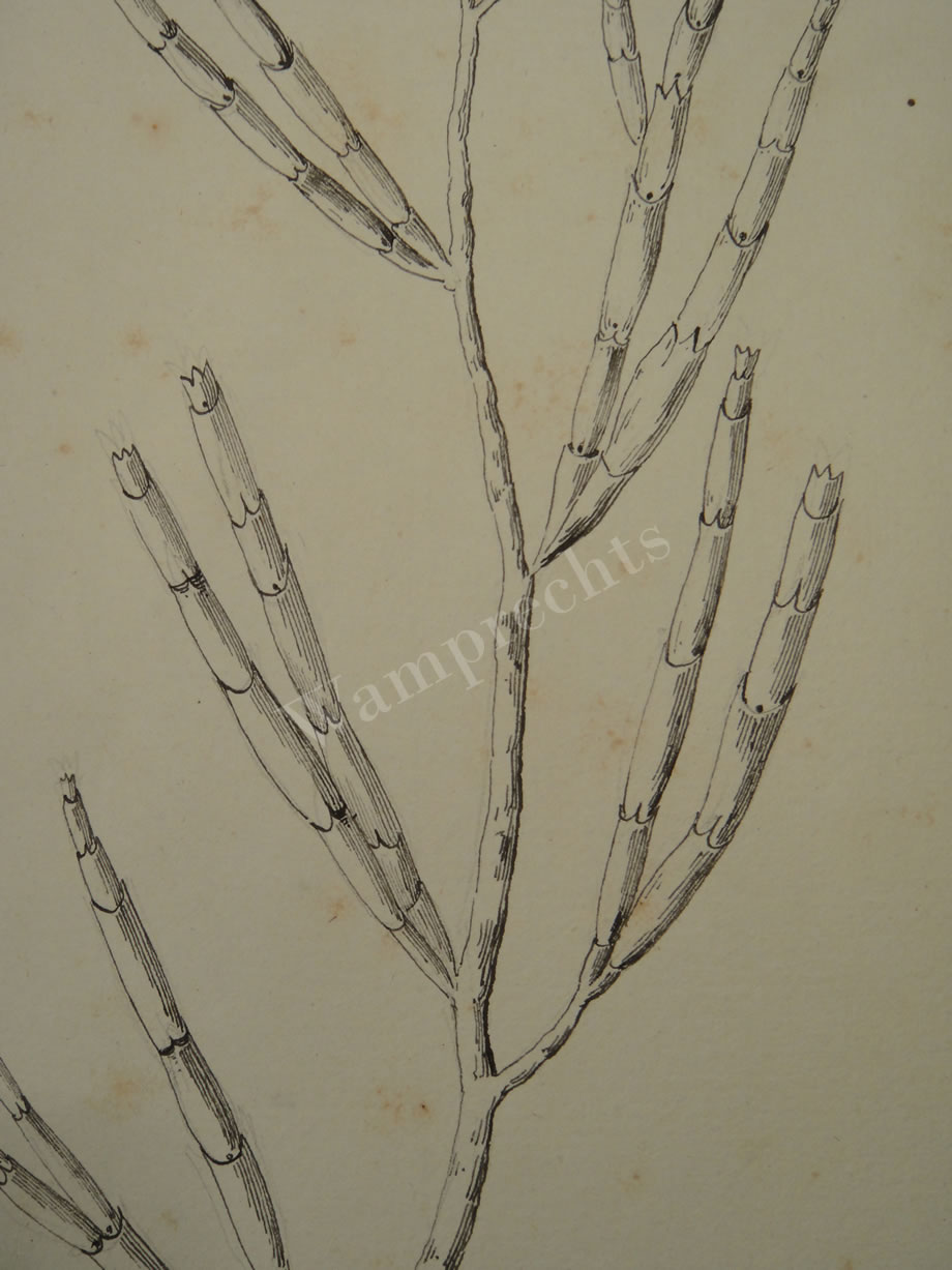 Botanical Ink Wash Drawings, Jacques Arago