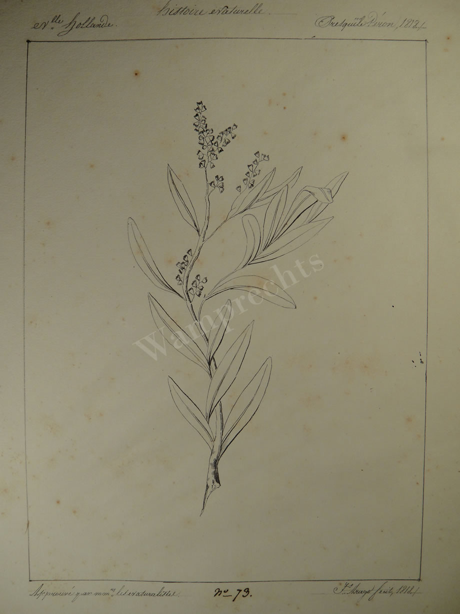 Botanical Ink Wash Drawings, Jacques Arago