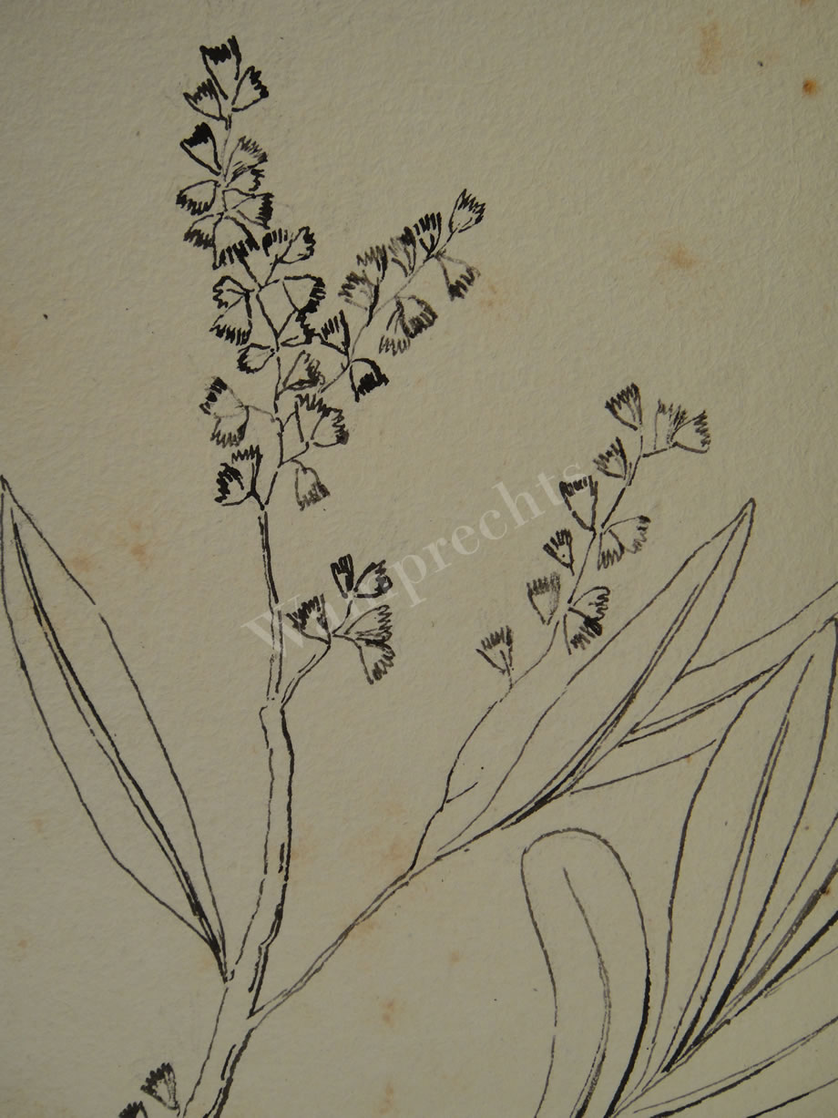 Botanical Ink Wash Drawings, Jacques Arago