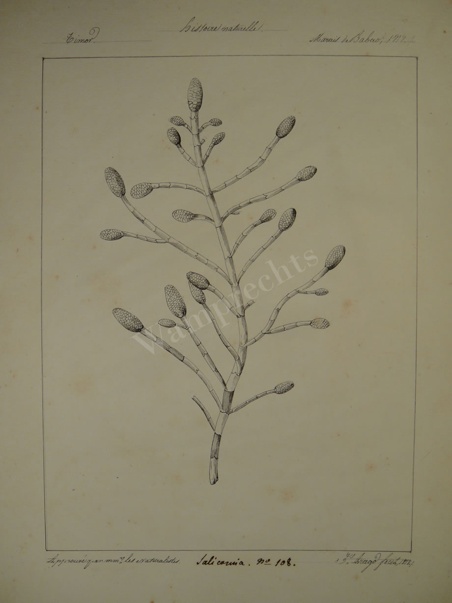Botanical Ink Wash Drawings, Jacques Arago