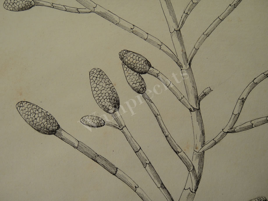 Botanical Ink Wash Drawings, Jacques Arago