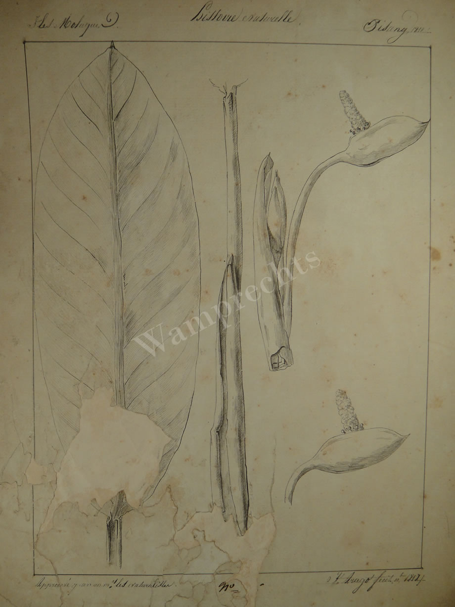 Botanical Ink Wash Drawings, Jacques Arago