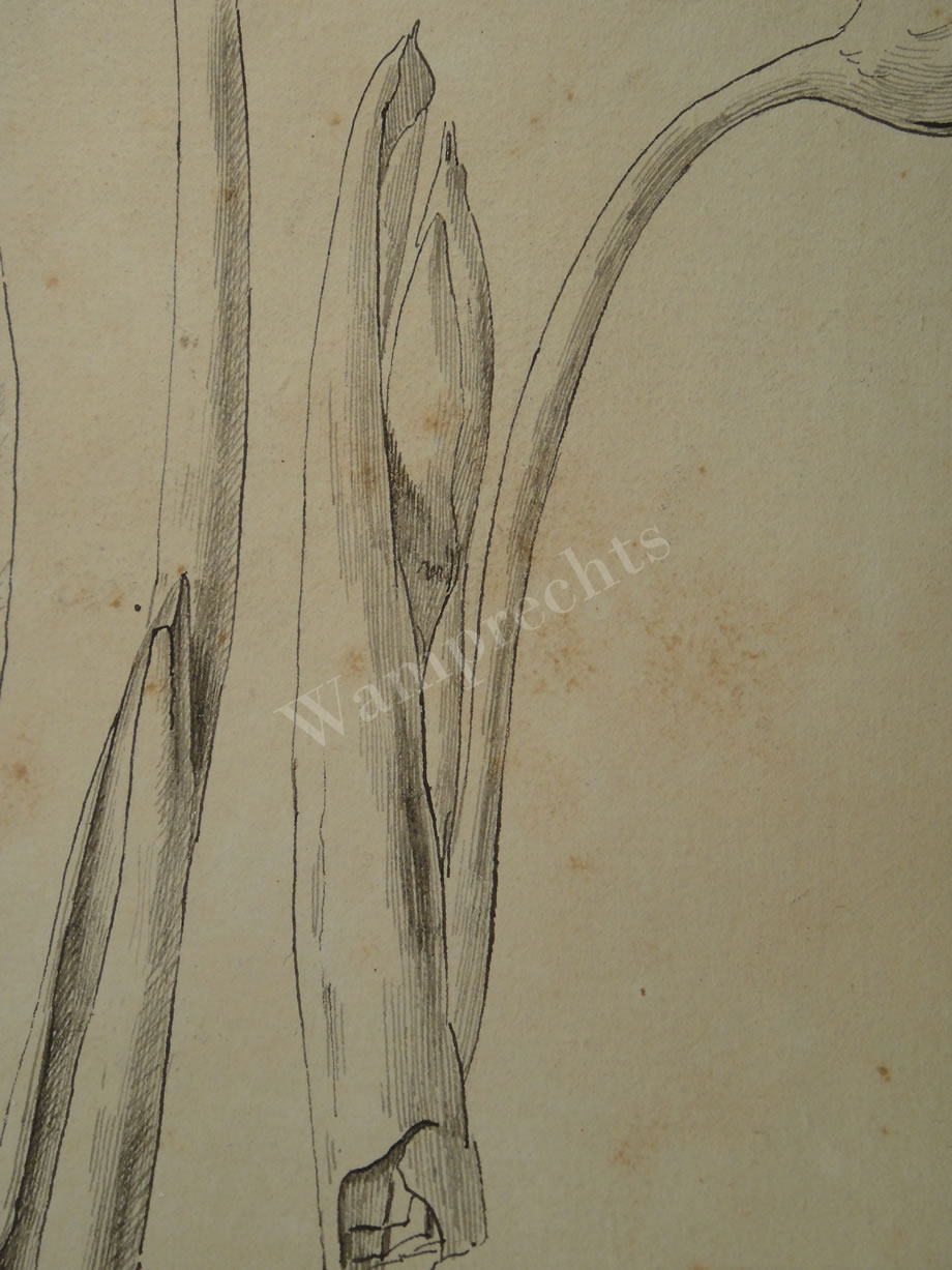 Botanical Ink Wash Drawings, Jacques Arago