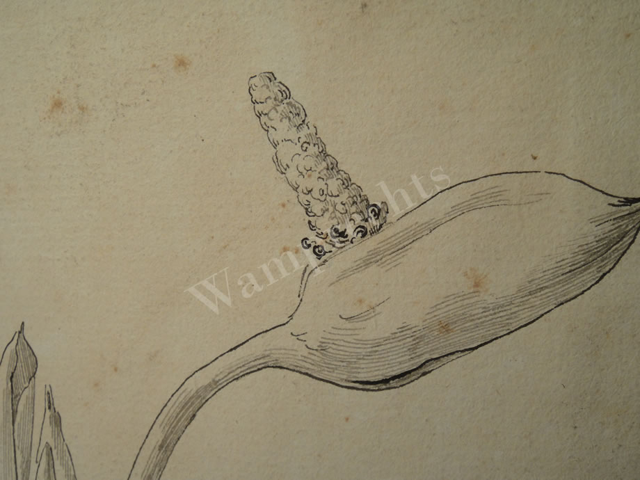 Botanical Ink Wash Drawings, Jacques Arago
