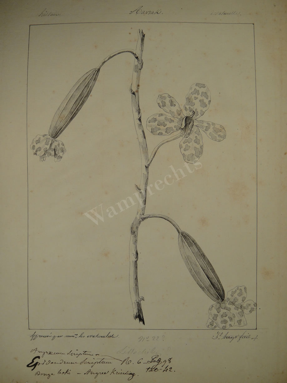 Botanical Ink Wash Drawings, Jacques Arago