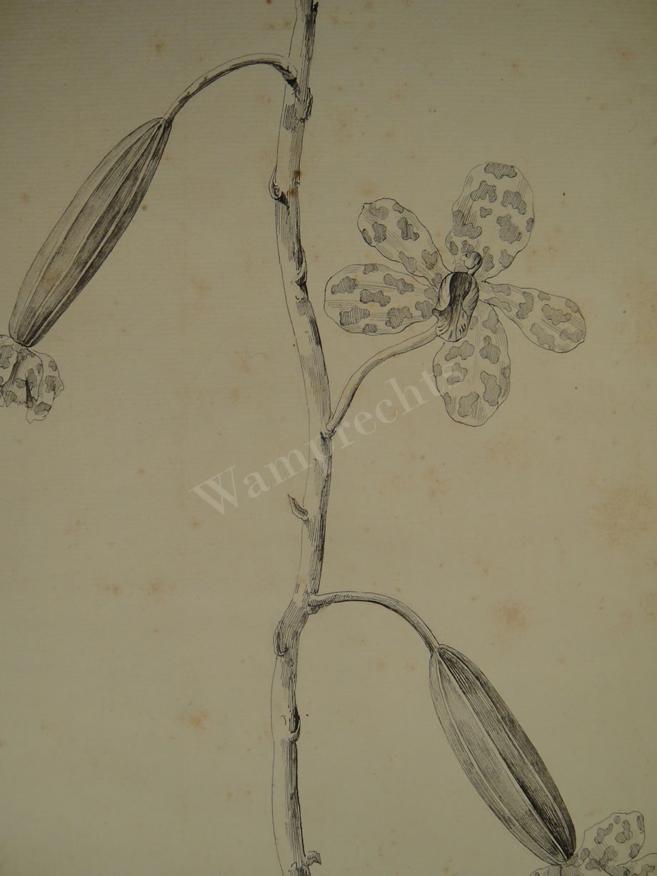 Botanical Ink Wash Drawings, Jacques Arago