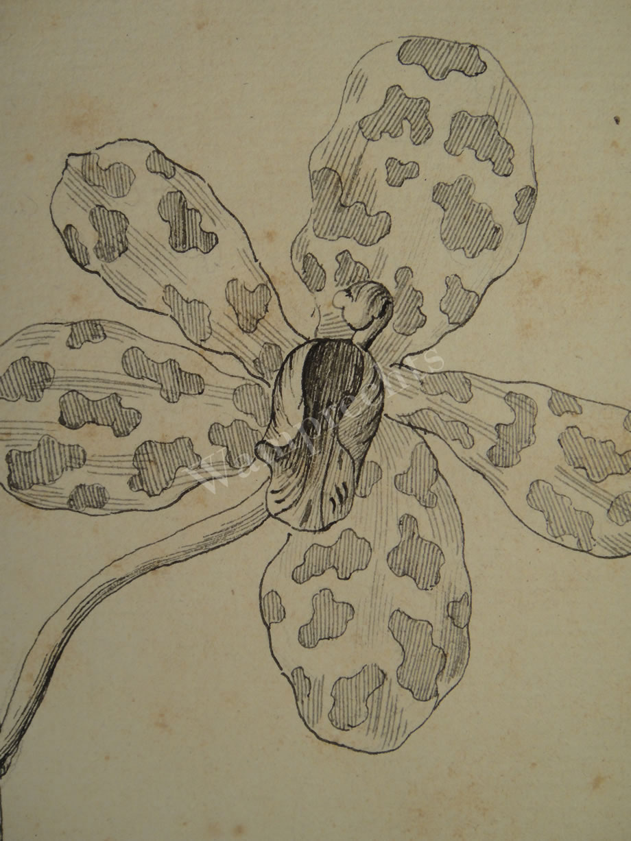 Botanical Ink Wash Drawings, Jacques Arago