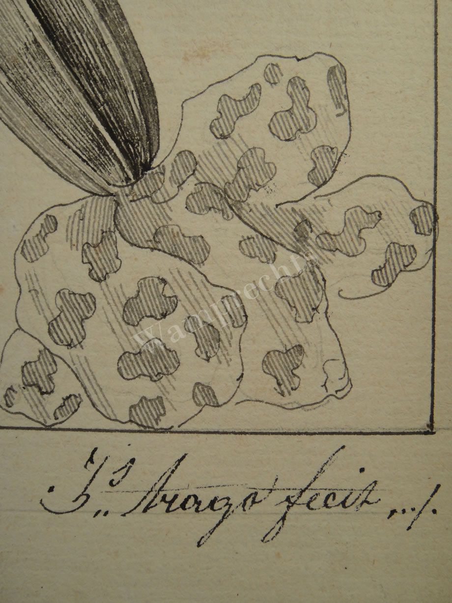 Botanical Ink Wash Drawings, Jacques Arago