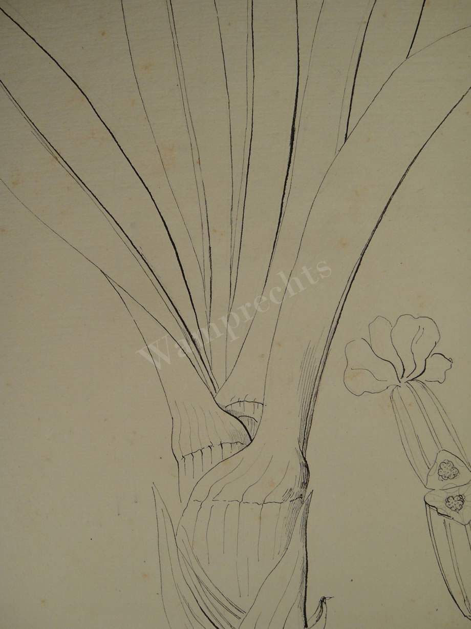Botanical Ink Wash Drawings, Jacques Arago