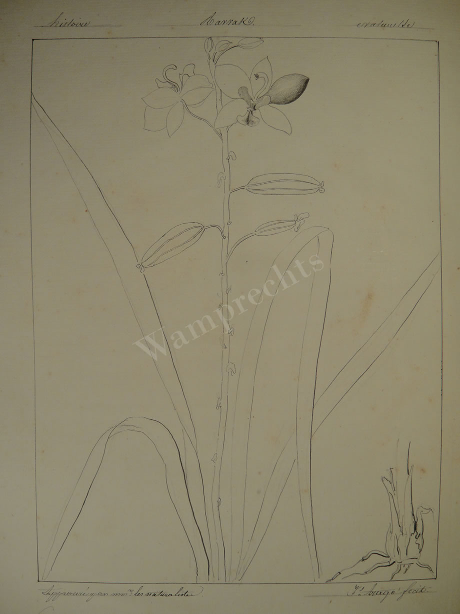 Botanical Ink Wash Drawings, Jacques Arago