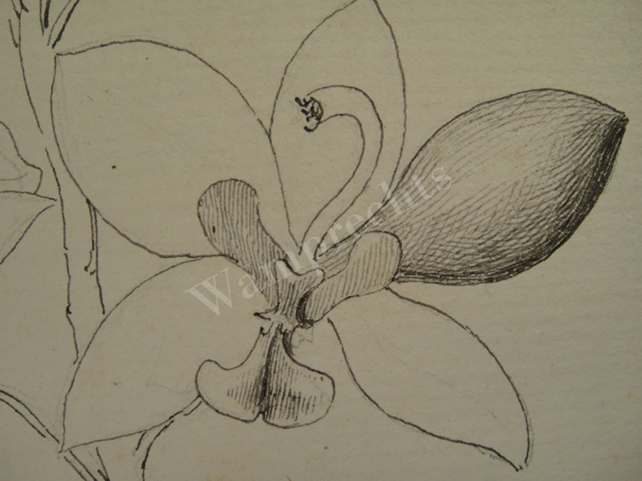 Botanical Ink Wash Drawings, Jacques Arago