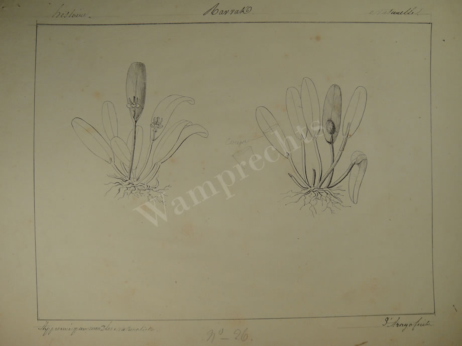 Botanical Ink Wash Drawings, Jacques Arago