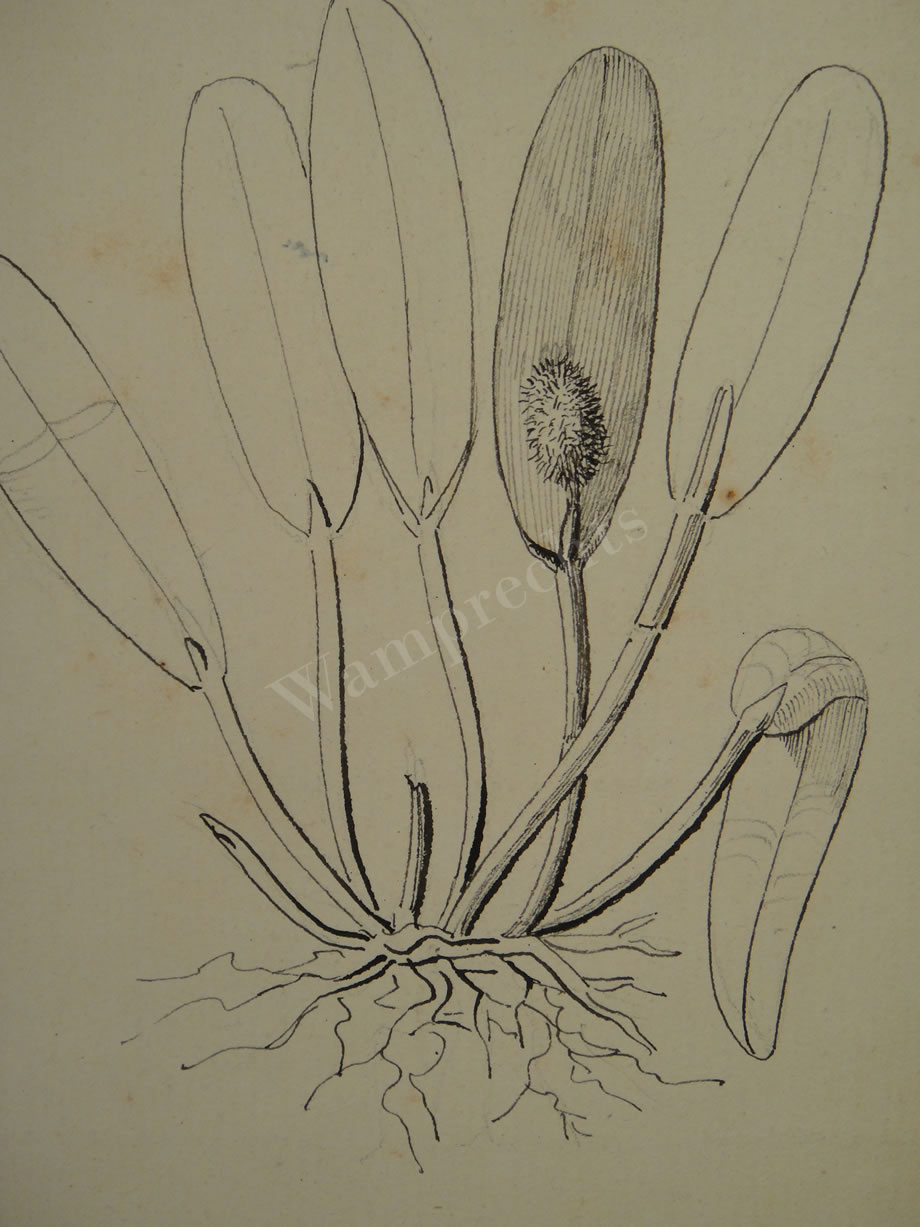 Botanical Ink Wash Drawings, Jacques Arago