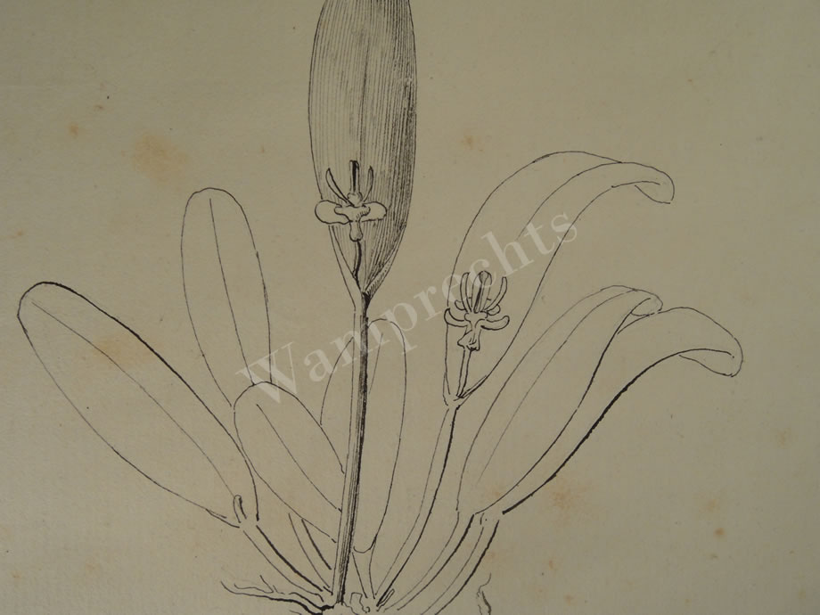 Botanical Ink Wash Drawings, Jacques Arago