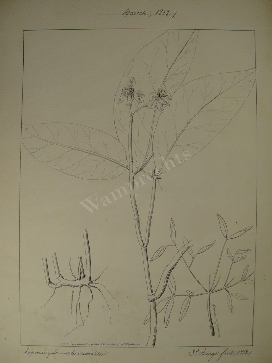 Botanical Ink Wash Drawings, Jacques Arago